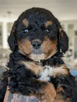 ROCKY ROAD , a male Cavapoo and Bernedoodle for sale in Sacramento, CA – 3 of 5