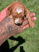PRINGLES, a female Cavapoo and Poodle - Miniature  for sale in Sacramento, CA – 6 of 6