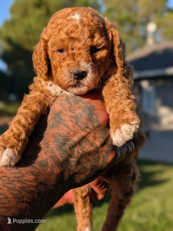 Chicky – Cavapoo puppy for sale in Sacramento, CA