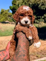 SMALL FRY, a male Cavapoo and Poodle - Miniature  for sale in Sacramento, CA – 5 of 10