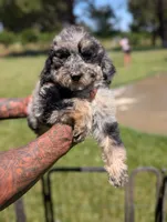 TULIP 🌷, a female Goldendoodle and Miniature Bernedoodle for sale in Sacramento, CA – 3 of 4