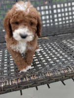 SMALL FRY, a male Cavapoo and Poodle - Miniature  for sale in Sacramento, CA – 8 of 10