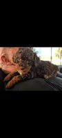 FRANKENSTEIN , a male Poodle - Miniature  and Miniature Bernedoodle for sale in Sacramento, CA – 3 of 5