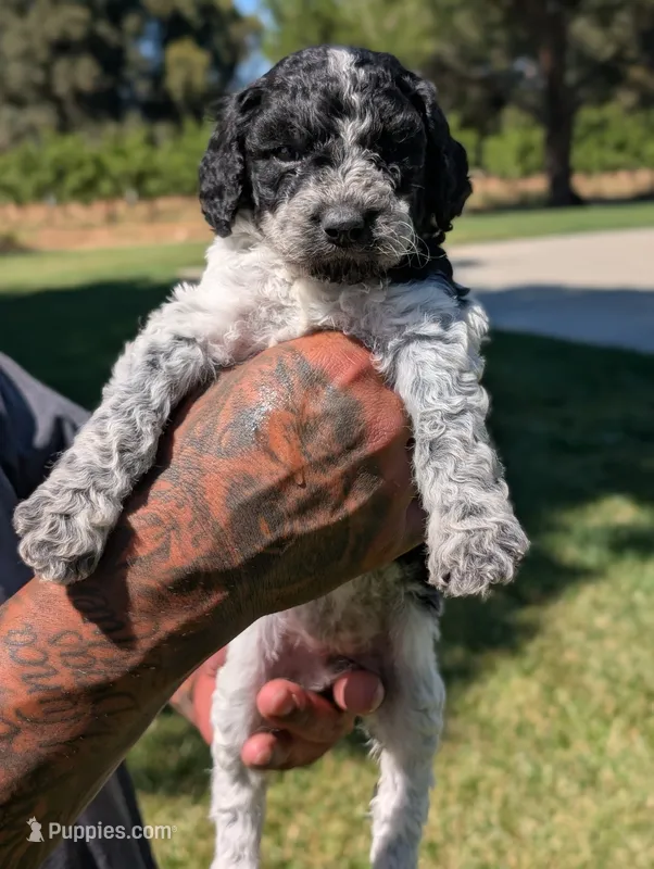SABRINA – Cavapoo, Miniature Bernedoodle puppy for sale in Sacramento, CA
