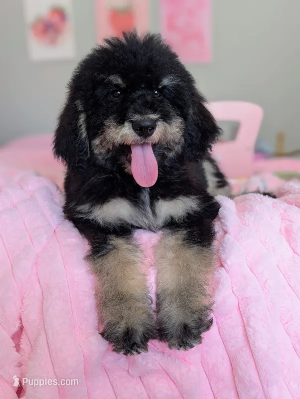 SPRUCE  – Goldendoodle, Miniature Bernedoodle puppy for sale in Sacramento, CA