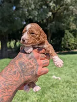 WAFFLES, a female Cavapoo and Poodle - Miniature  for sale in Sacramento, CA – 4 of 6