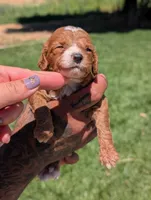 PRINGLES, a female Cavapoo and Poodle - Miniature  for sale in Sacramento, CA – 4 of 6