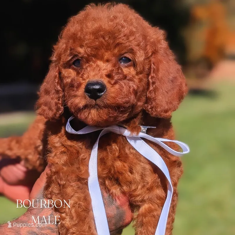 BOURBON  – Goldendoodle puppy for sale in Sacramento, CA