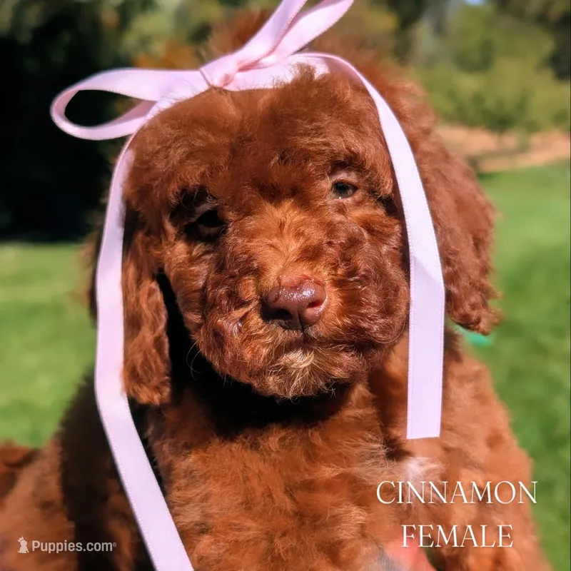 CINNAMON  – Goldendoodle puppy for sale in Sacramento, CA