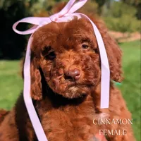 CINNAMON , a female Goldendoodle and Poodle - Miniature  for sale in Sacramento, CA – 1 of 10