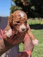 TATER TOT , a female Cavapoo and Poodle - Miniature  for sale in Sacramento, CA – 2 of 5