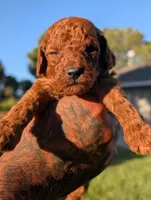 BOURBON , a male Goldendoodle for sale in Sacramento, CA – 3 of 4