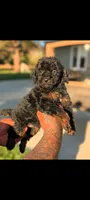 Werewolf , a male Poodle - Miniature  and Miniature Bernedoodle for sale in Sacramento, CA – 3 of 3