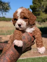 HASHBROWN, a male Cavapoo and Poodle - Miniature  for sale in Sacramento, CA – 5 of 10