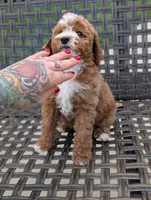 SWEET POTATO, a female Cavapoo and Poodle - Miniature  for sale in Sacramento, CA – 10 of 10