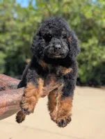 Lion, a male Goldendoodle and Miniature Bernedoodle for sale in Sacramento, CA – 3 of 3