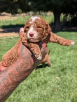 RUFFLES, a female Cavapoo and Poodle - Miniature  for sale in Sacramento, CA – 5 of 5