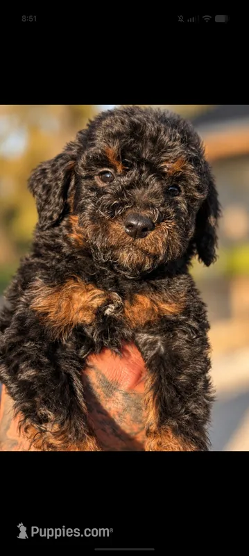 Werewolf  – Poodle - Miniature , Miniature Bernedoodle puppy for sale in Sacramento, CA