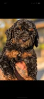 Werewolf , a male Poodle - Miniature  and Miniature Bernedoodle for sale in Sacramento, CA – 1 of 3