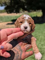 KRINKLE , a female Cavapoo and Poodle - Miniature  for sale in Sacramento, CA – 6 of 7