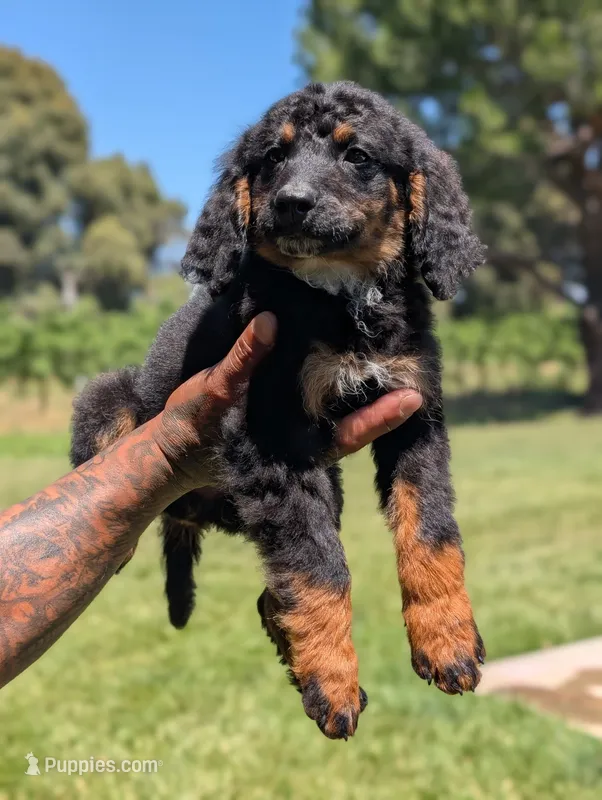 JADE – Miniature Bernedoodle puppy for sale in Sacramento, CA