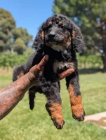 JADE, a female Miniature Bernedoodle for sale in Sacramento, CA – 1 of 9