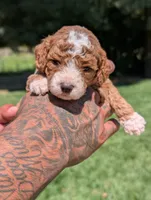KRINKLE , a female Cavapoo and Poodle - Miniature  for sale in Sacramento, CA – 4 of 7