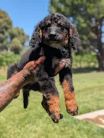 JADE, a female Miniature Bernedoodle for sale in Sacramento, CA – 3 of 5