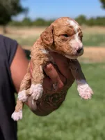WAFFLES, a female Cavapoo and Poodle - Miniature  for sale in Sacramento, CA – 5 of 6