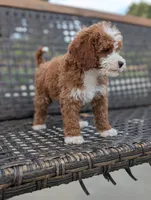 HASHBROWN, a male Cavapoo and Poodle - Miniature  for sale in Sacramento, CA – 10 of 10