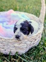 INDIGO , a female Cavapoo and Miniature Bernedoodle for sale in Sacramento, CA – 2 of 4