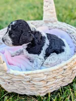 SABRINA, a female Cavapoo and Miniature Bernedoodle for sale in Sacramento, CA – 2 of 4