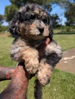 DAISY, a female Goldendoodle and Miniature Bernedoodle for sale in Sacramento, CA – 2 of 10