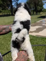 POPPY, a female Goldendoodle and Miniature Bernedoodle for sale in Sacramento, CA – 3 of 9