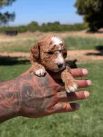 SWEET POTATO, a female Cavapoo and Poodle - Miniature  for sale in Sacramento, CA – 2 of 7