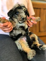 ROWAN, a male Goldendoodle and Miniature Bernedoodle for sale in Sacramento, CA – Photo 2 of 5