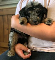 ROWAN, a male Goldendoodle and Miniature Bernedoodle for sale in Sacramento, CA – Photo 5 of 5