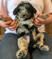 ROWAN, a male Goldendoodle and Miniature Bernedoodle for sale in Sacramento, CA – Photo 1 of 5