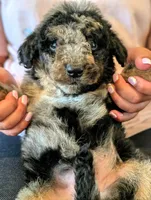 ROWAN, a male Goldendoodle and Miniature Bernedoodle for sale in Sacramento, CA – Photo 3 of 5