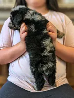 ROWAN, a male Goldendoodle and Miniature Bernedoodle for sale in Sacramento, CA – Photo 4 of 5