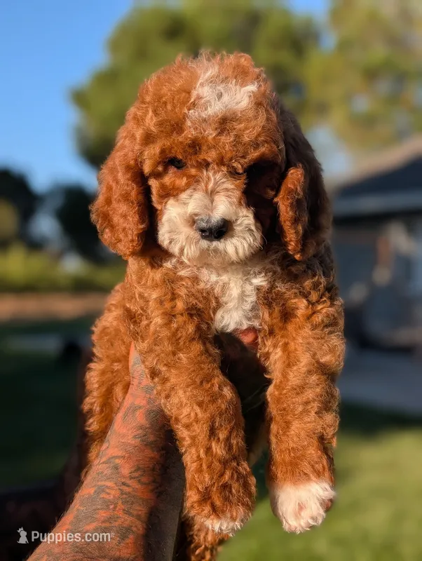 SMALL FRY – Cavapoo, Poodle - Miniature  puppy for sale in Sacramento, CA