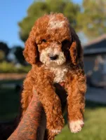 SMALL FRY, a male Cavapoo and Poodle - Miniature  for sale in Sacramento, CA – 1 of 10