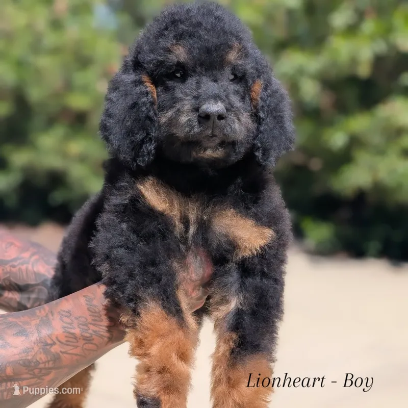 Lion – Goldendoodle, Miniature Bernedoodle puppy for sale in Sacramento, CA