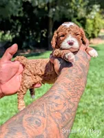 SMALL FRY, a male Cavapoo and Poodle - Miniature  for sale in Sacramento, CA – 2 of 5