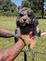 ROWAN, a male Goldendoodle and Miniature Bernedoodle for sale in Sacramento, CA – 3 of 9