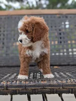 HASHBROWN, a male Cavapoo and Poodle - Miniature  for sale in Sacramento, CA – 9 of 10