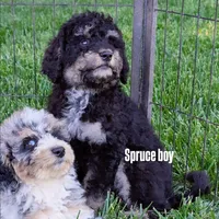 SPRUCE , a male Goldendoodle and Miniature Bernedoodle for sale in Sacramento, CA – 2 of 7
