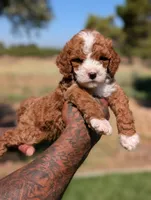 HASHBROWN, a male Cavapoo and Poodle - Miniature  for sale in Sacramento, CA – 6 of 10