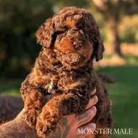 MONSTER, a male Poodle - Miniature  and Miniature Bernedoodle for sale in Sacramento, CA – 2 of 2