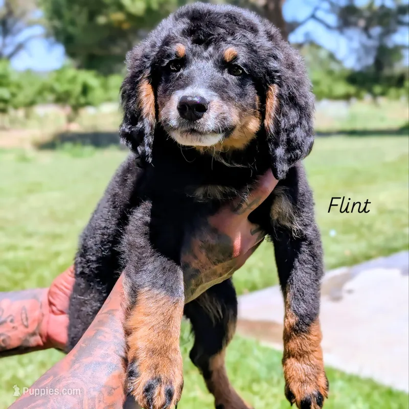 FLINT – Miniature Bernedoodle puppy for sale in Sacramento, CA